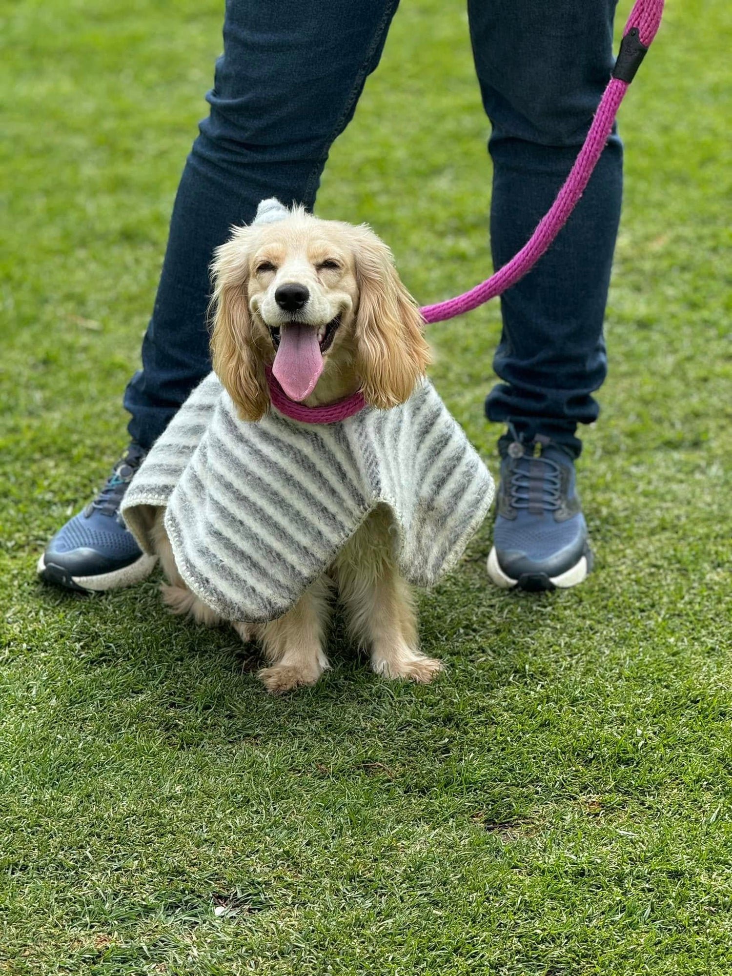 Mascotas